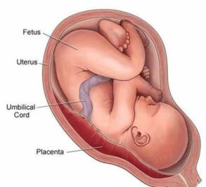placenta & baby diagram